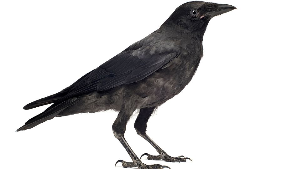 crow