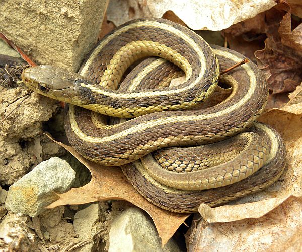 garter-snake