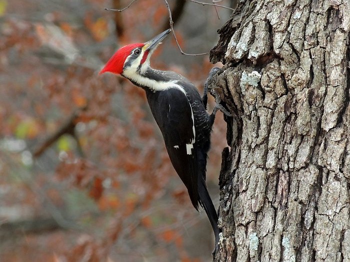 woodpecker_totem