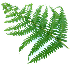 native_plants_fern