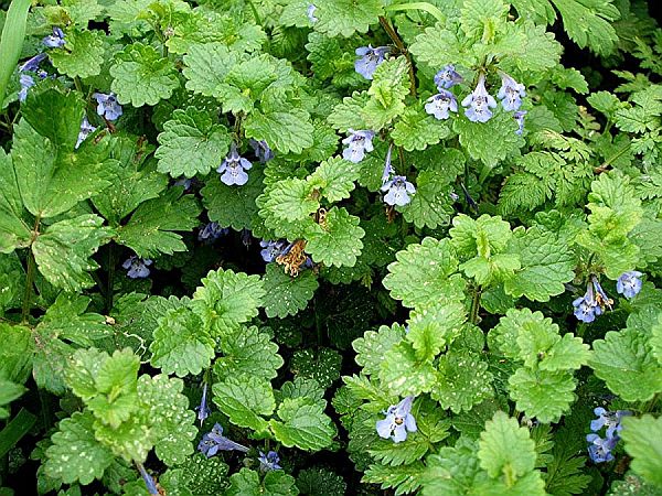 Ground Ivy ground_ivy