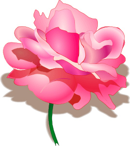 pink rose