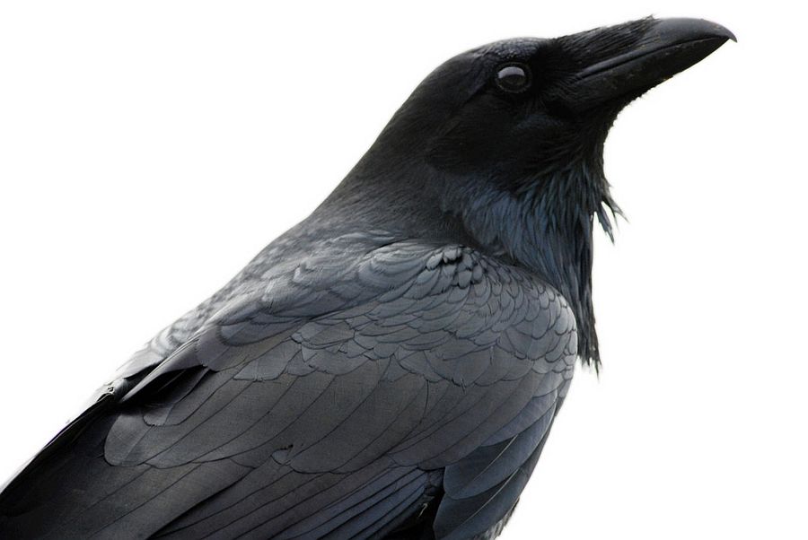 Raven raven
