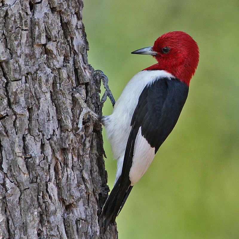 woodpecker_totem