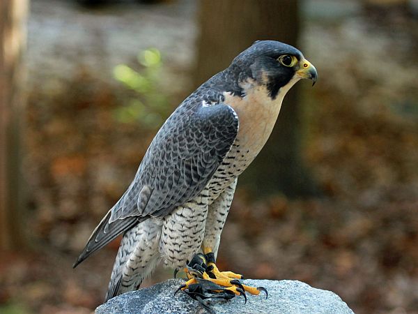 Peregrine Falcon peregrine