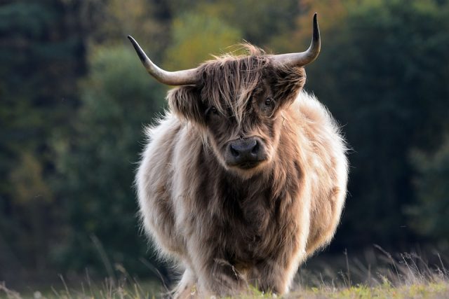 8th January 2022 - 17th July 2023: North Node in Taurus 8th January 2022 - 17th July 2023: North Node in Taurus