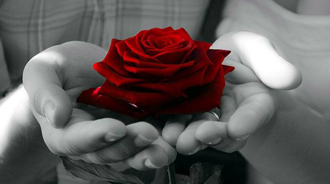 rose-in-hand