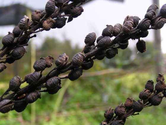 black-cohosh