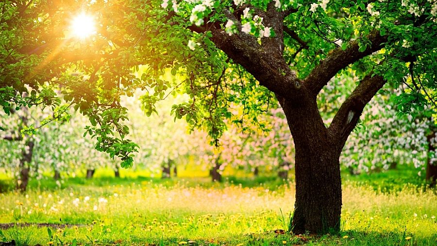 spring-time