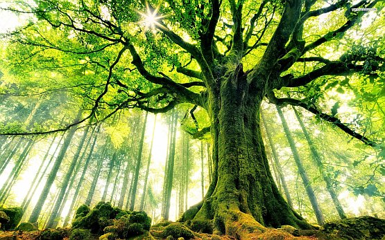 tree