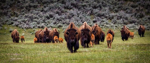 The Standing Rock Pipeline Protesters bison