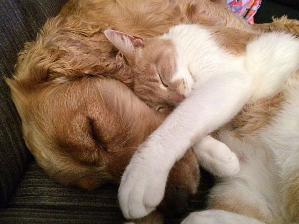 The Spiritual Power of Pets cat-and-dog