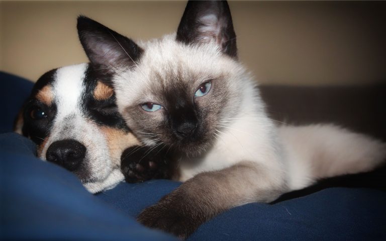 7 Facts About Your Pets You Need To Know cat dog
