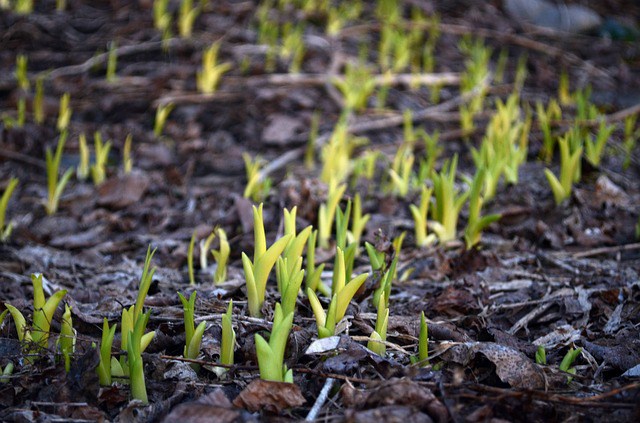 The Feeling of Peace first-green-shoots-of-spring