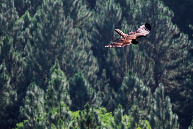 flying-eagle