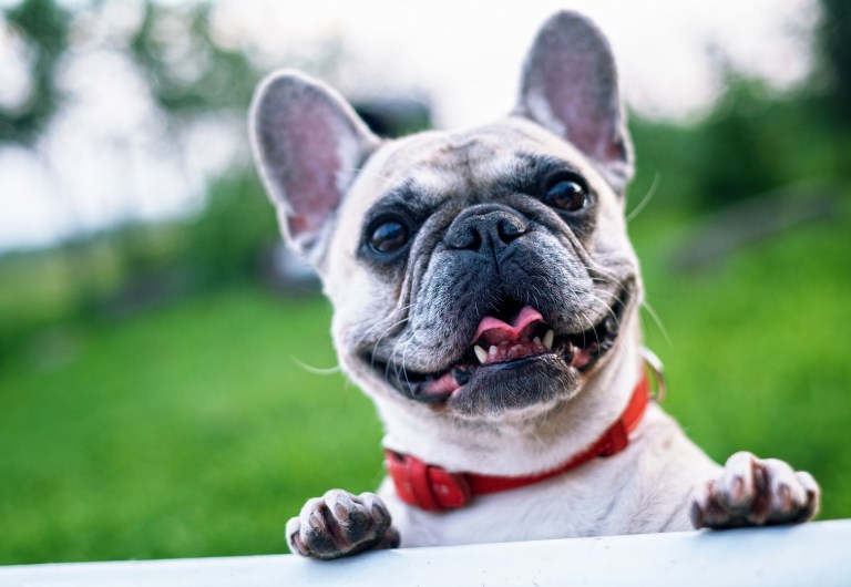 Happy Dog french-bulldog