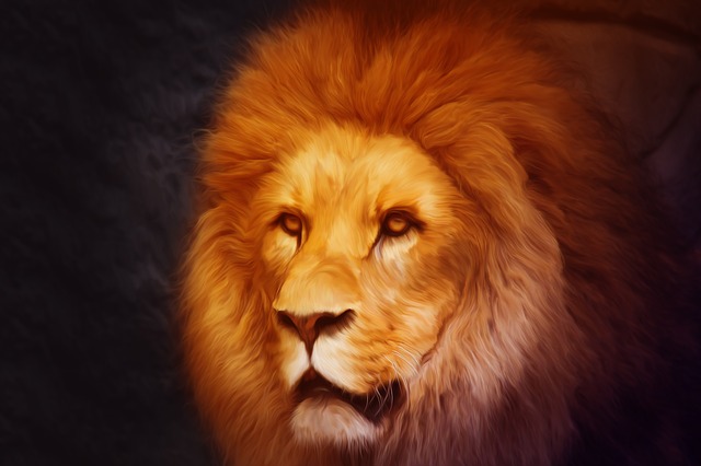 Lion Portrait lion-portrait