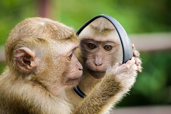 Mirror Mirror on the Wall: Is What Seems Real, Real At All? Mirror Mirror on the Wall: Is What Seems Real, Real At All?