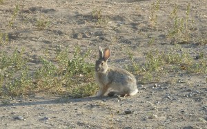 rabbit_barbara_clarke