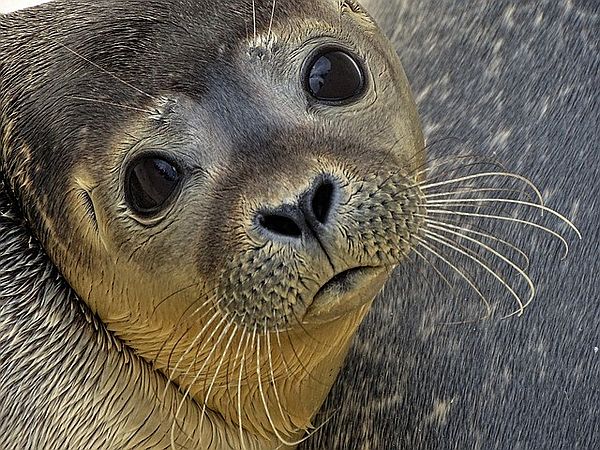 Honor and Compassion for All Life Honor and Compassion for All Life