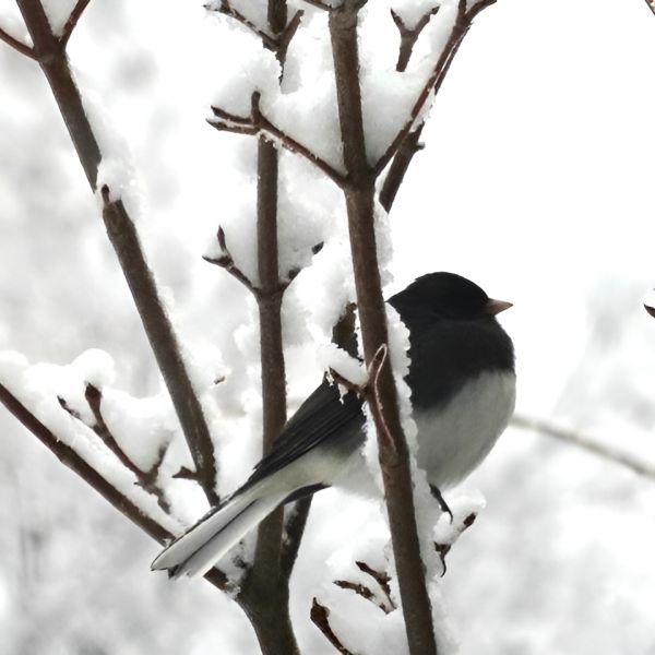 Life Lessons from a Snowy Morning in New England