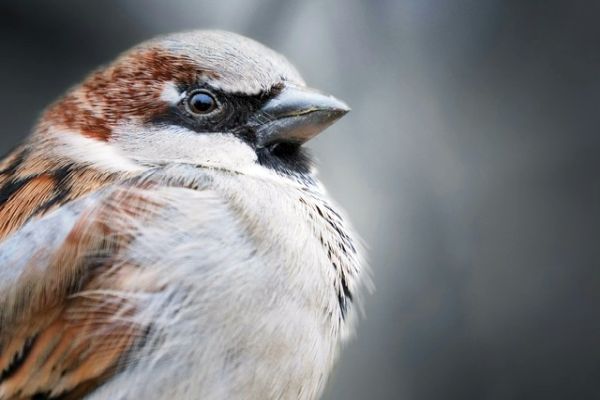 Surprising Life Lessons from a Sparrow! Surprising Life Lessons from a Sparrow!