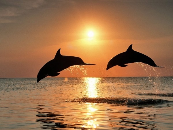 ascension-dolphins-jump