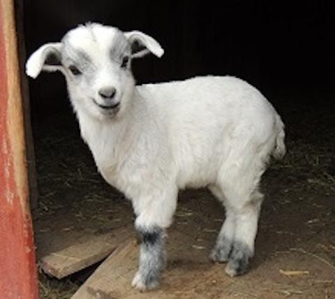 baby-goat