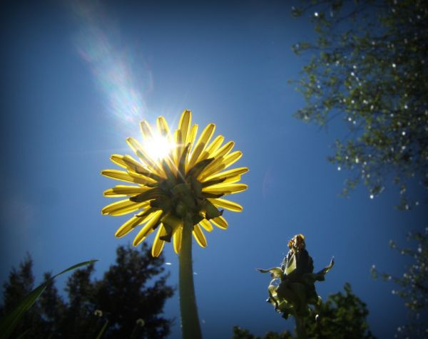 dandelion