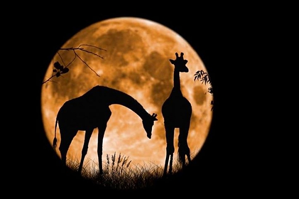 giraffes-full-moon