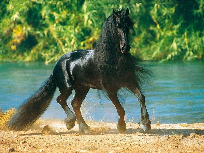 horse-symbolizes-fire-freedom
