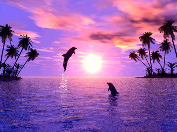 sunset-dolphins