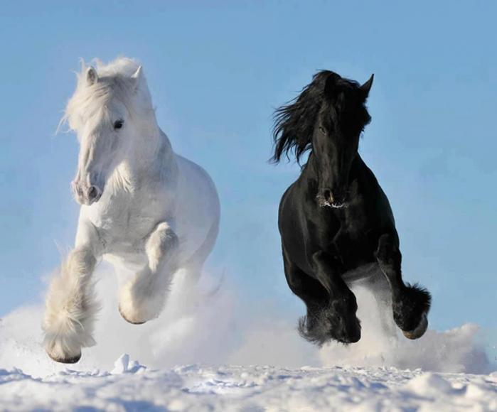 two-beautiful-horses