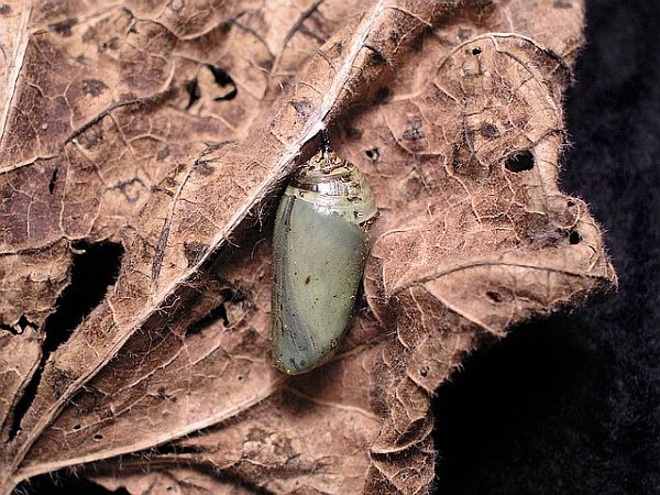 Pluto & Mercury: you can't stop transformation that is due chrysalis