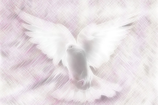Enough!!! It Is Enough. Please, Let There Be No More Suffering! dove1