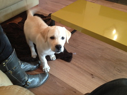 oscar_10_weeks_old