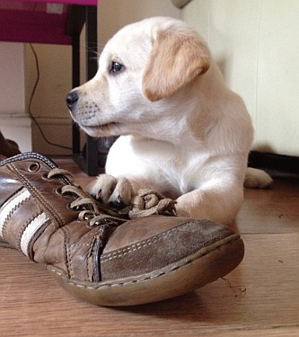 Oscar-chewing-my-shoe