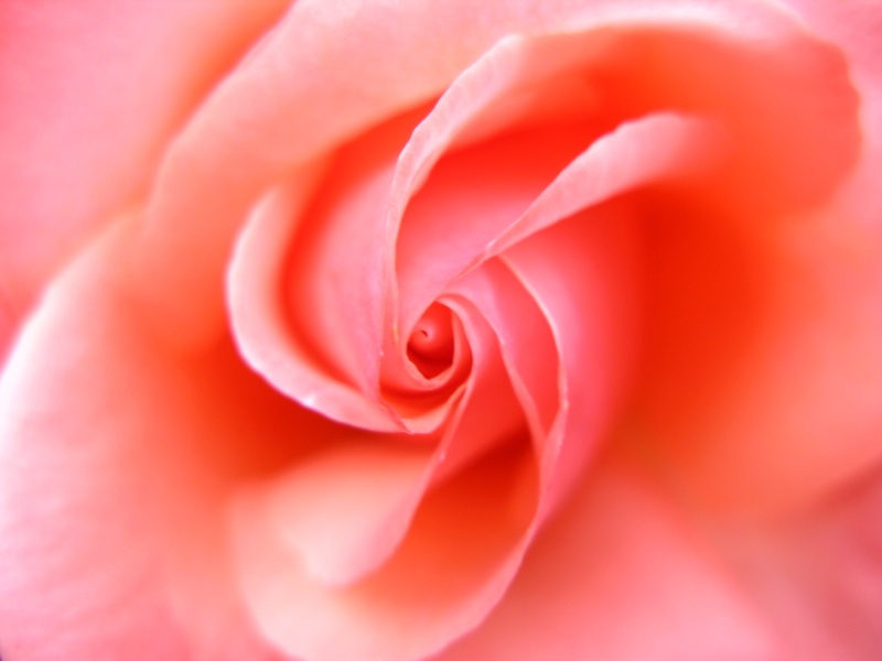 rose_close-up