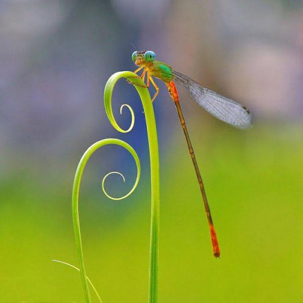 Drsgonfly drsgonfly