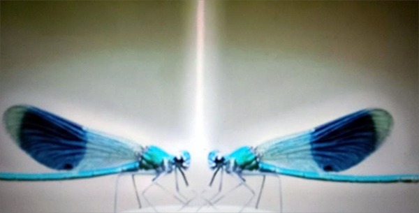 Dragonfly Dance dragonfly-dance