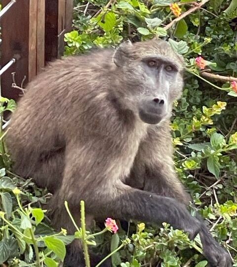 Female Baboon