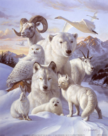james-himsworth-polar-animals