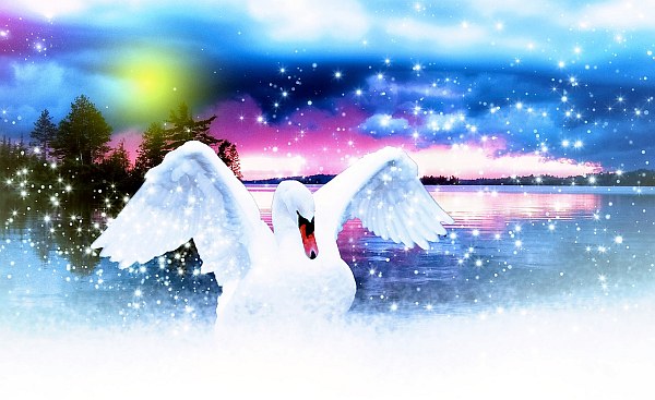 swan