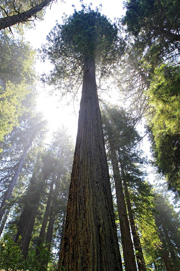 The Grandmothers: Relating to the Trees