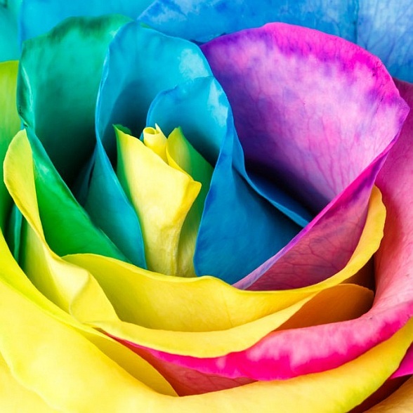 Colour Rose colour-rose