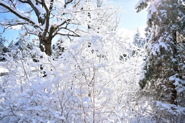 white_trees