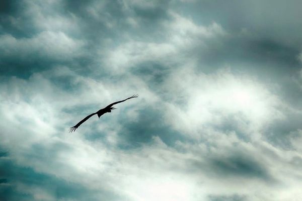 Channeled Message: It’s Time to Fly Channeled Message: It’s Time to Fly