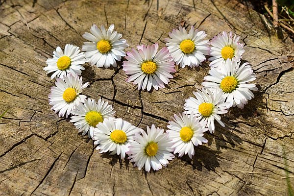 When Your Heart Says, “Yes” and Your Inner-Voice Screams, “No” When Your Heart Says, “Yes” and Your Inner-Voice Screams, “No”