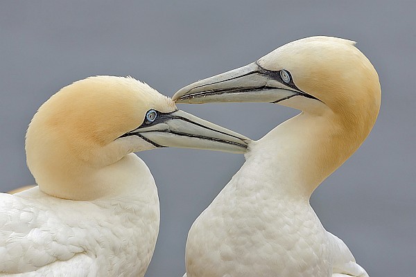 Younger Sibling or Loving Mate?