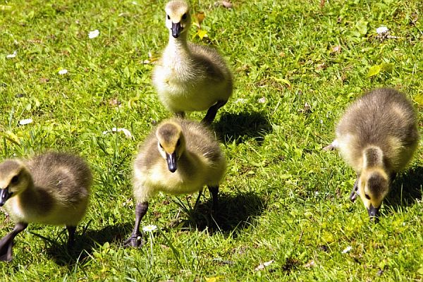 Those Following are Now the Ugly Ducklings Those Following are Now the Ugly Ducklings